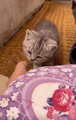 1639029022607.gif 1639029022607.gif