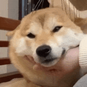 1646807398857.gif 1646807398857.gif