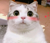 1657778638405.png
