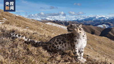 1667889438710.gif