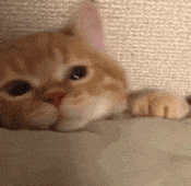 1672819678005.gif 微信图片_20230104152519.gif