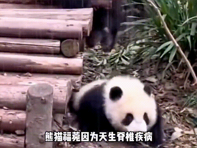 1678333459483.gif 微信图片_20230309112015.gif