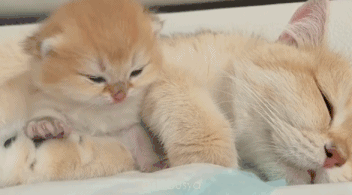 1682576883432.gif 1682576883432.gif