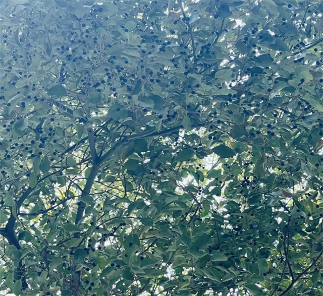 133726_495.jpg